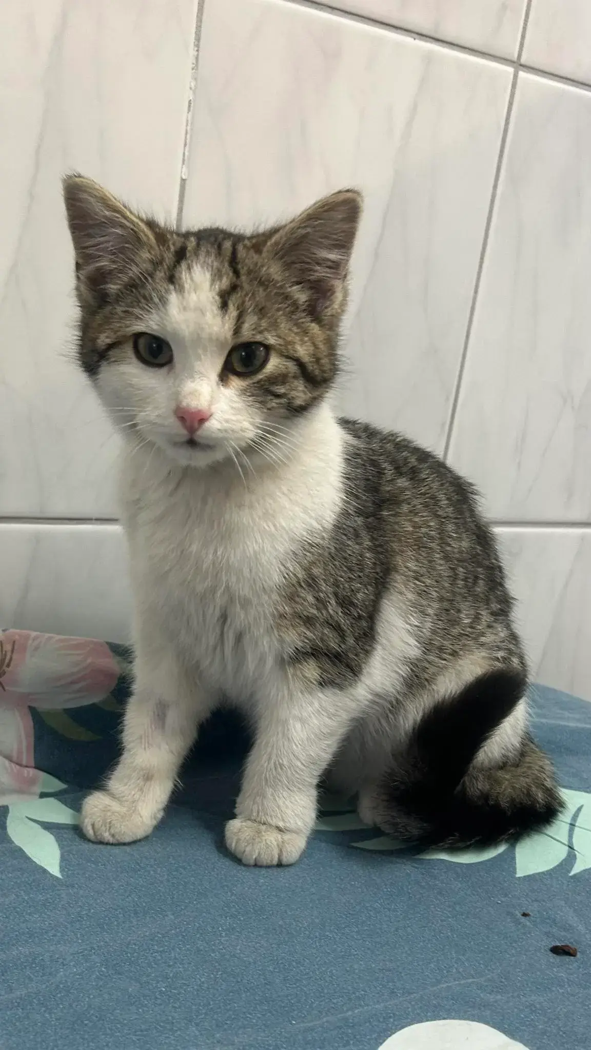 Kotka z ul. Herbowej