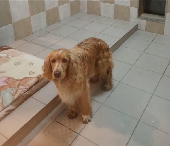 Pies z ul. Jana Pawła II w Rzeszowie