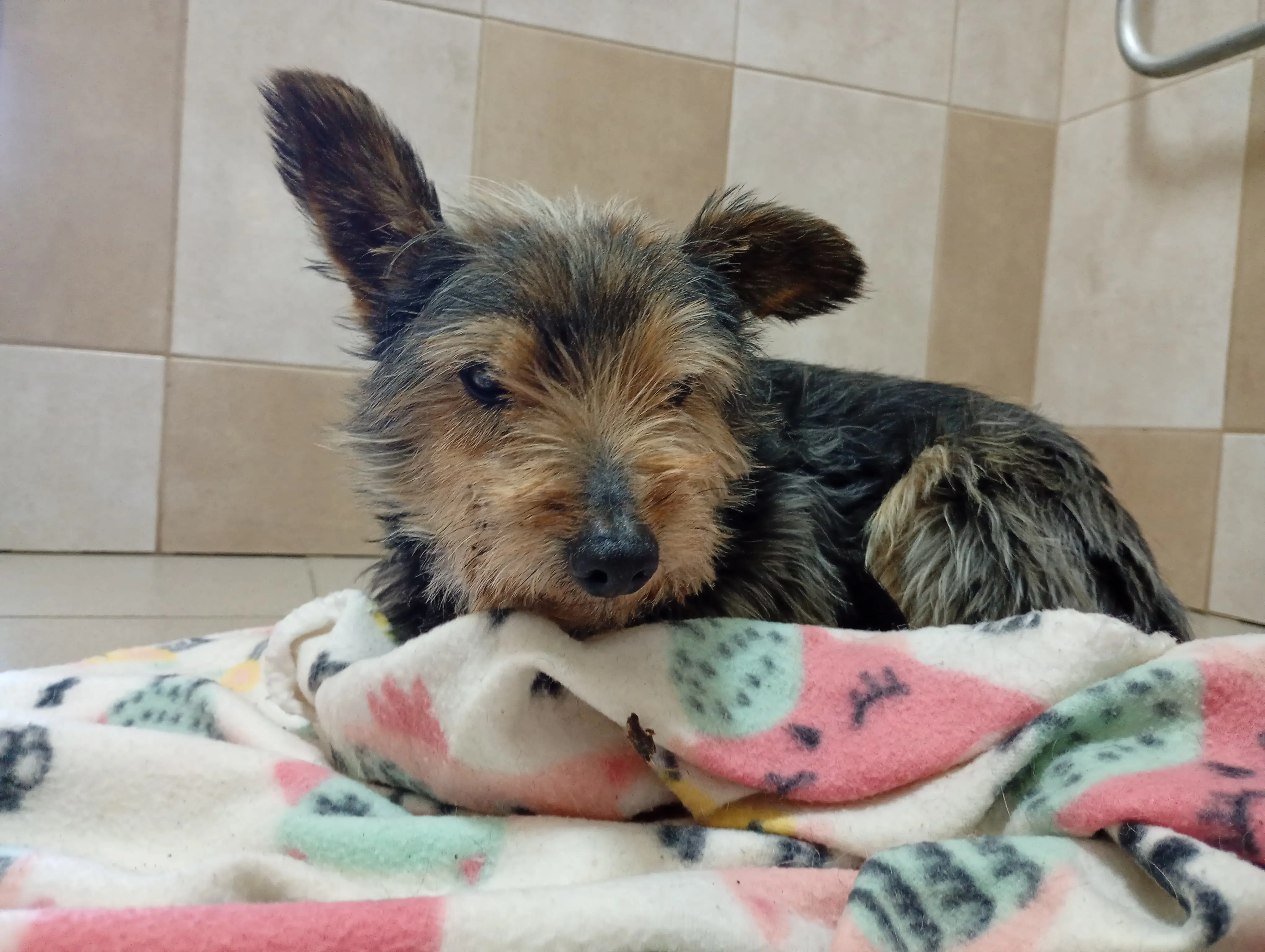 Pies z ul. Św. Rocha