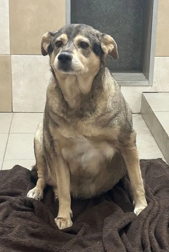 Suczka z Głogowa Młp.