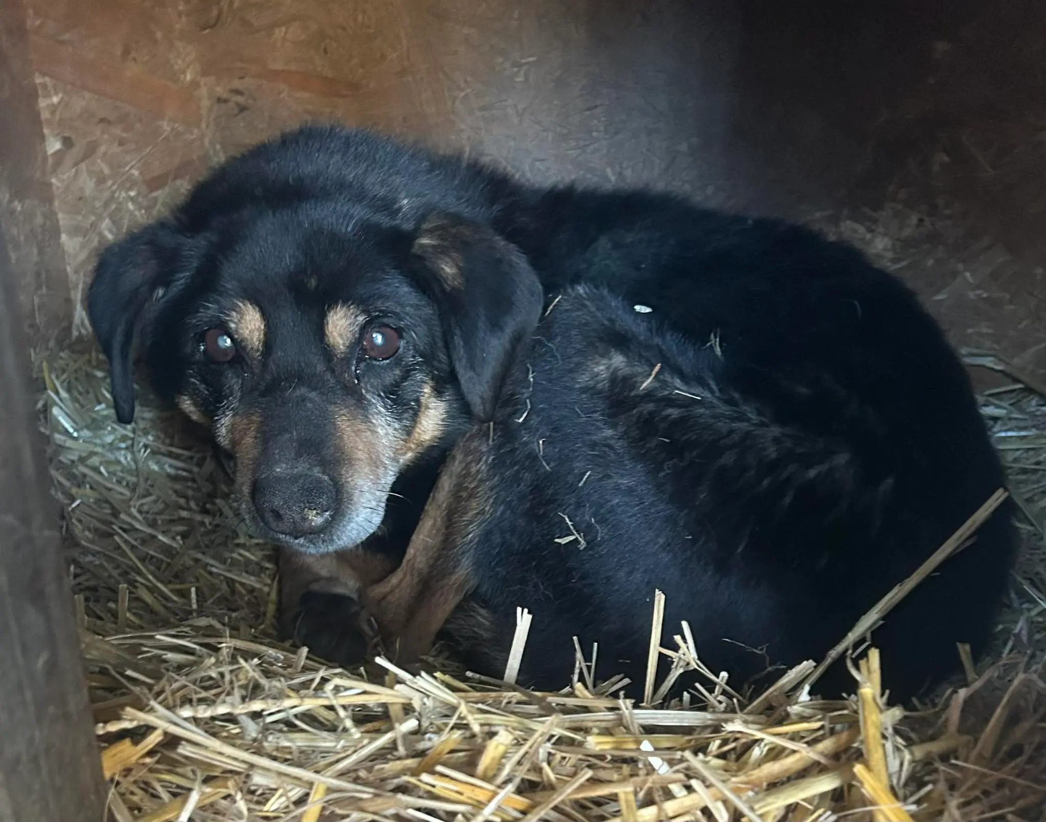 Pies z ul. Podkarpackiej