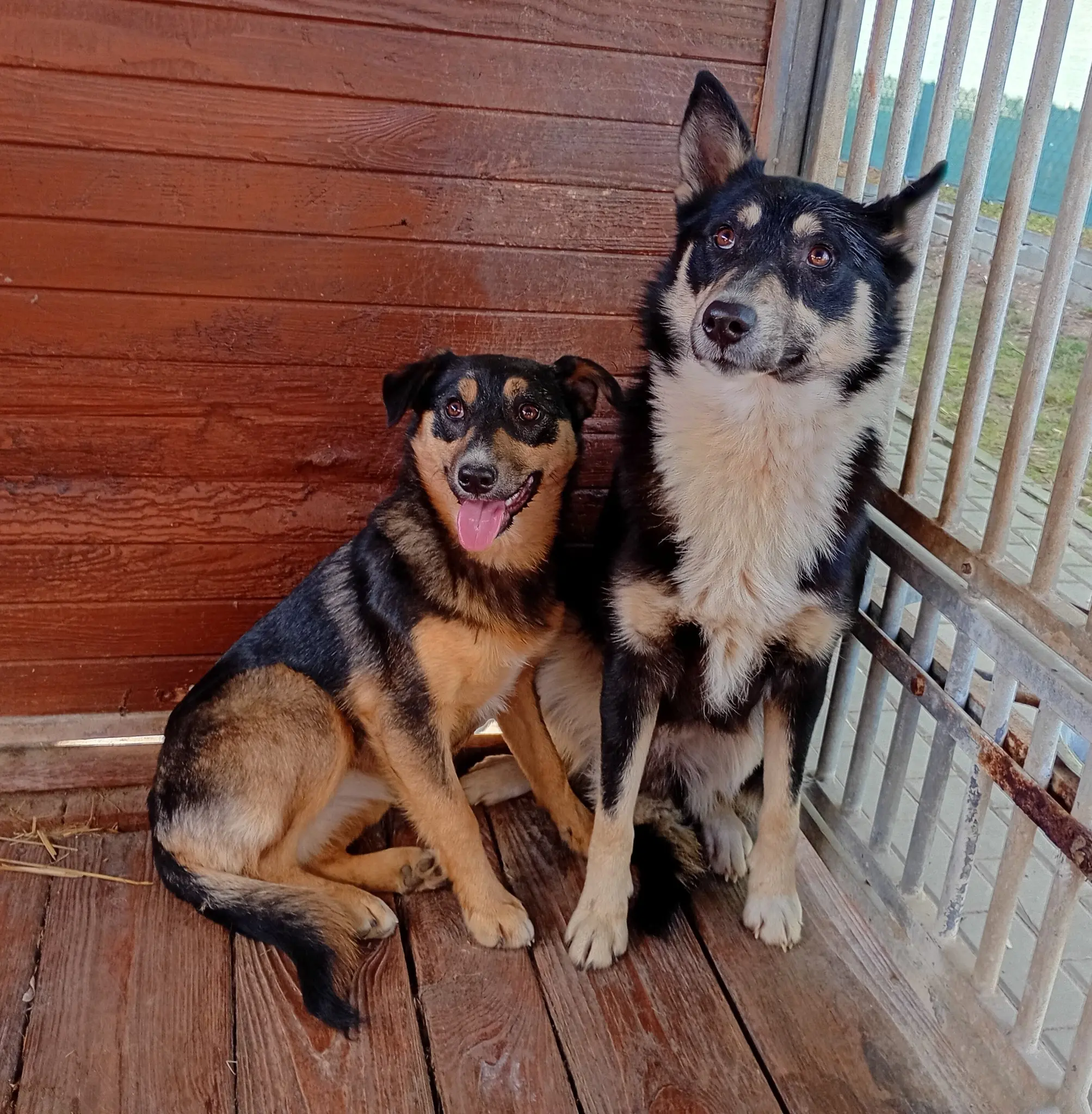 Pies i suczka z gminy Czudec