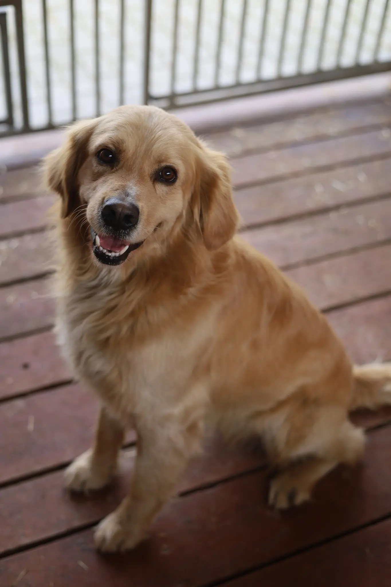 Pies z ul. Janiowe Wzgórze