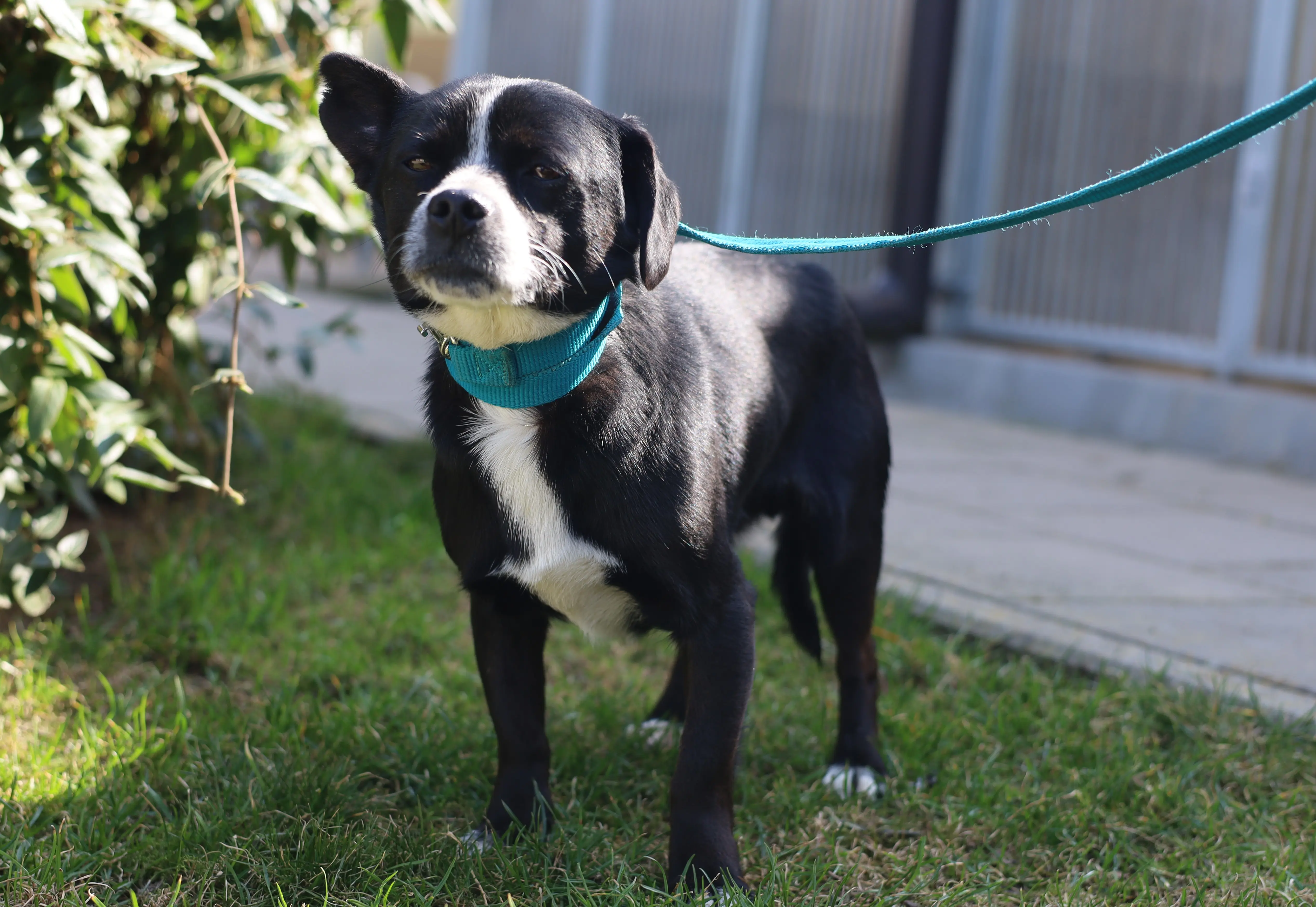 Pies z ul. Staroniwskiej