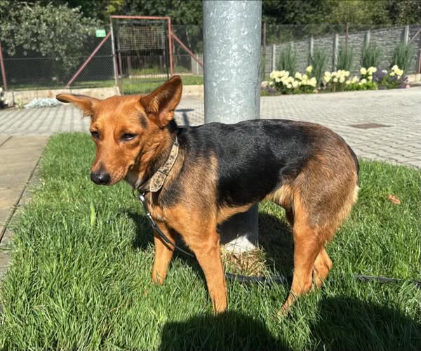 Suczka z terenu Gminy Głogów Młp.