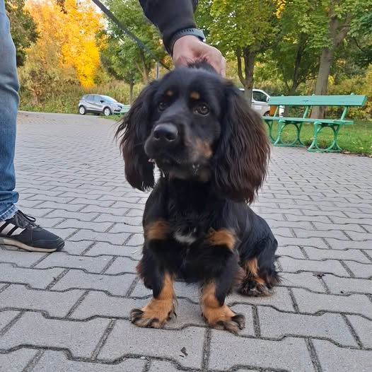 Z Zaczernia do schroniska trafił pies