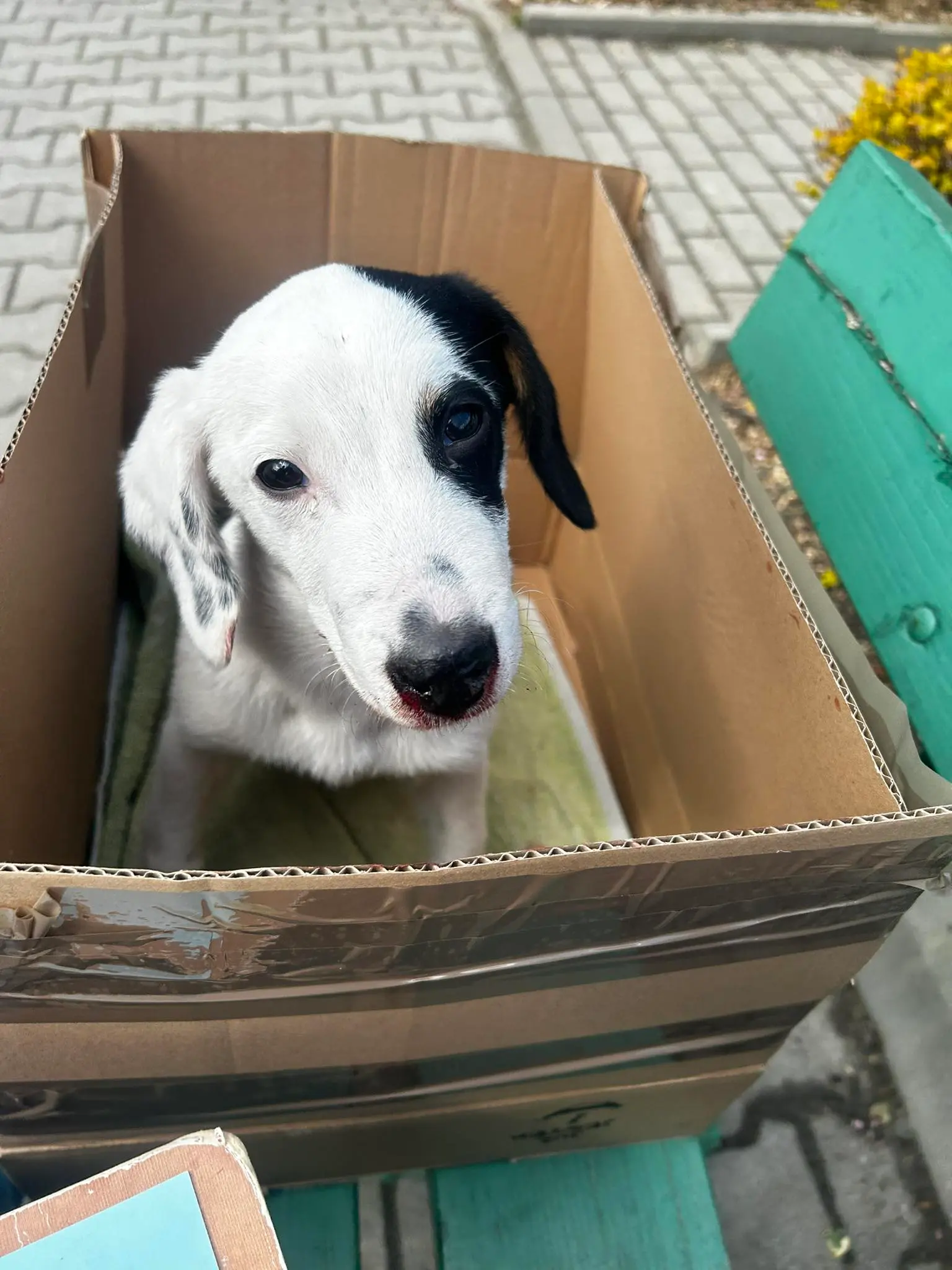 Szczeniak z Rogoźnicy