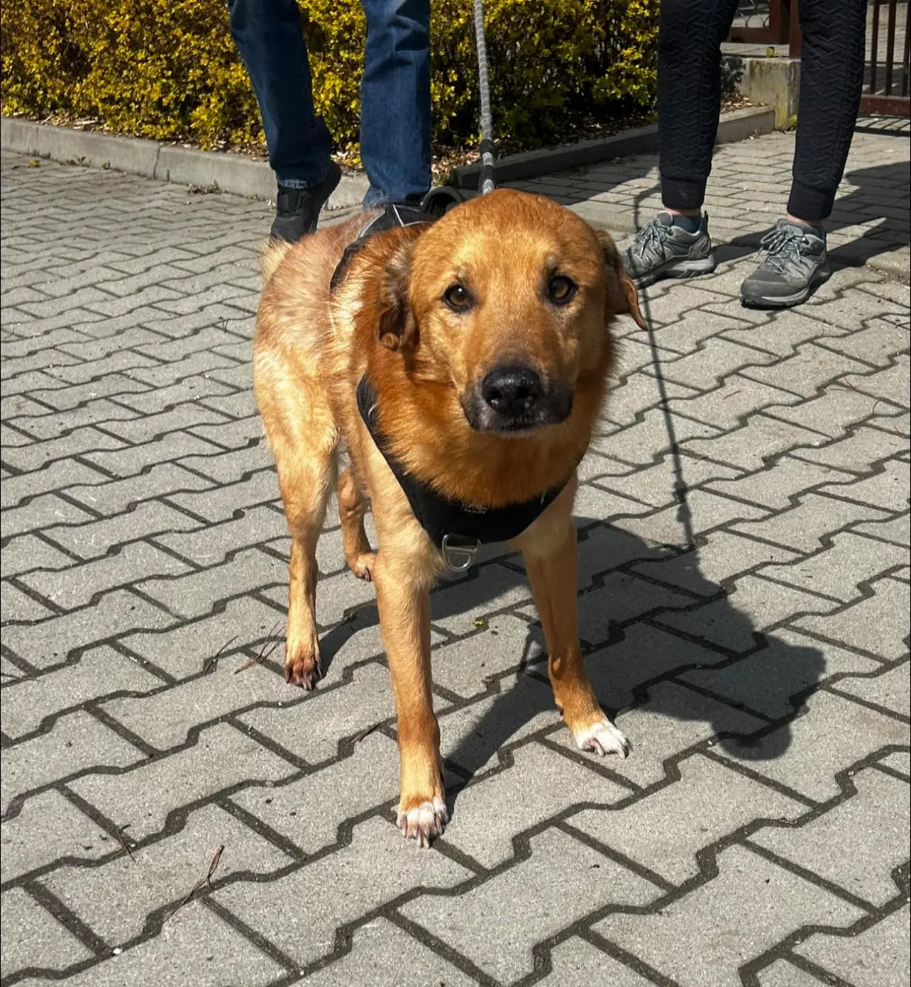 Pies z ul. Kosynierów