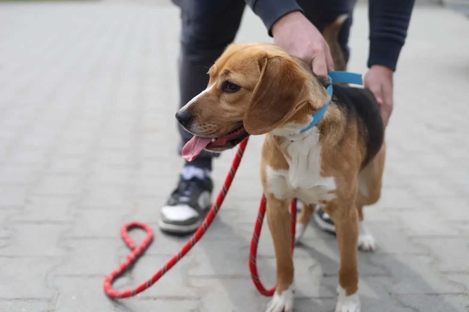 Suczka z gm. Świlcza