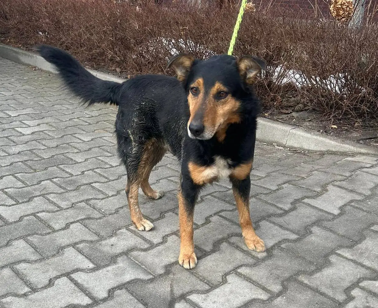 Pies z terenu Gminy Czudec