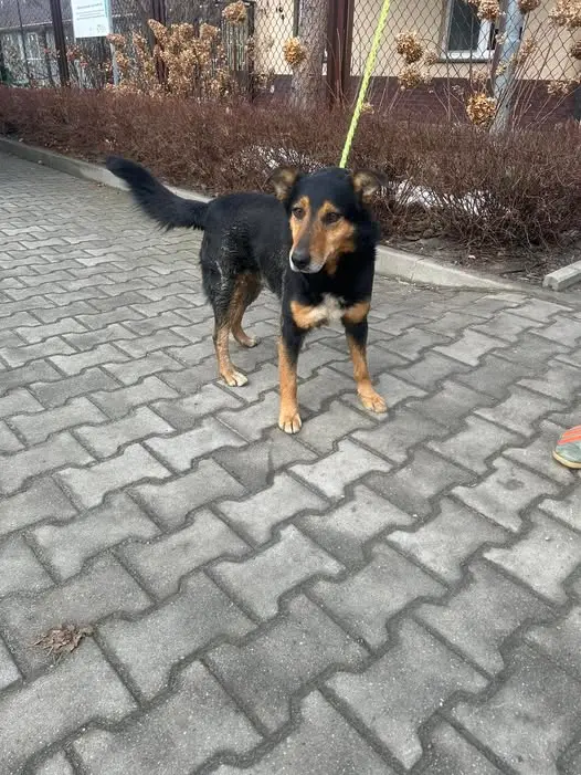 Pies z terenu Gminy Czudec