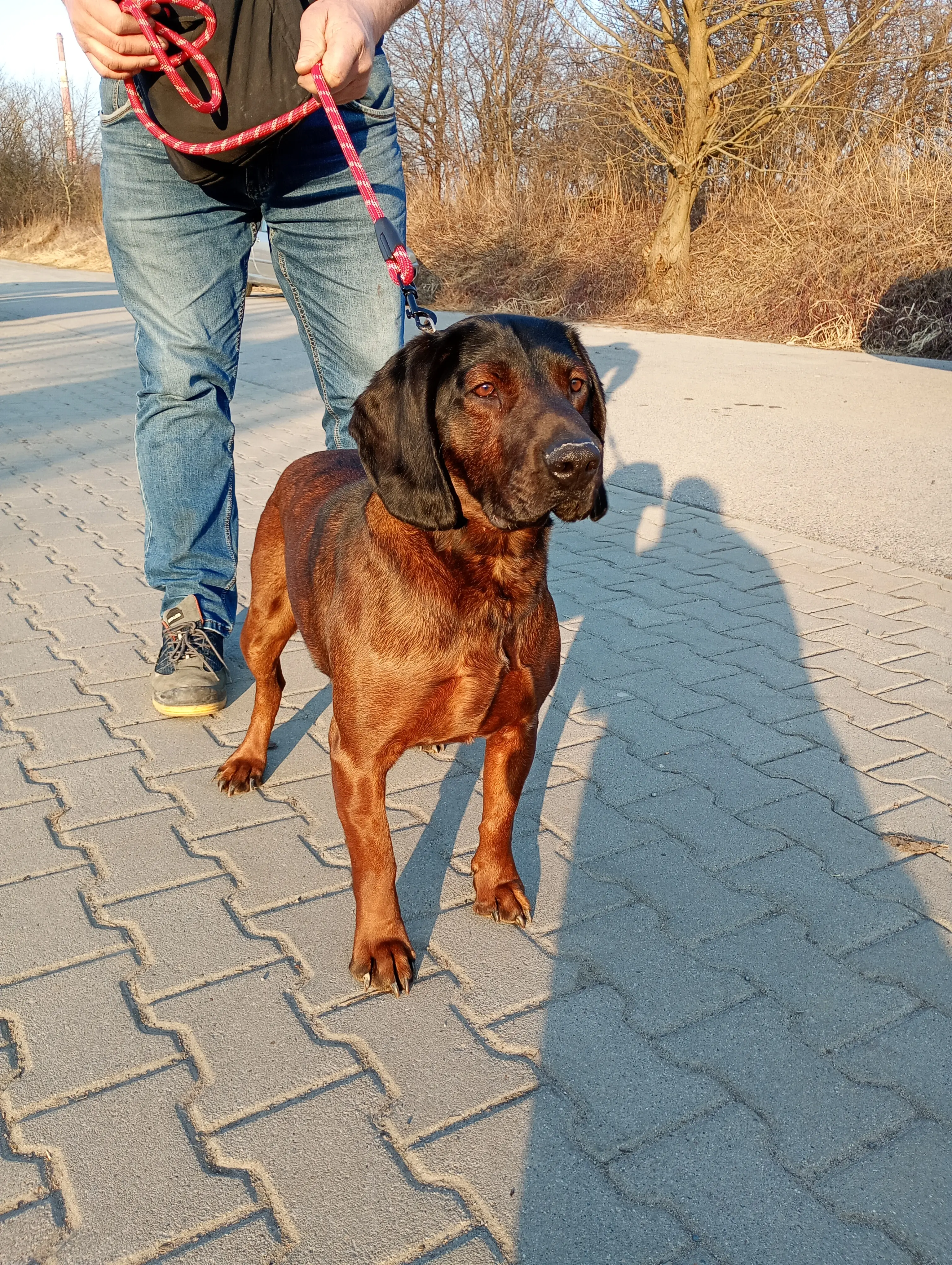 Pies z ul. Cienistej