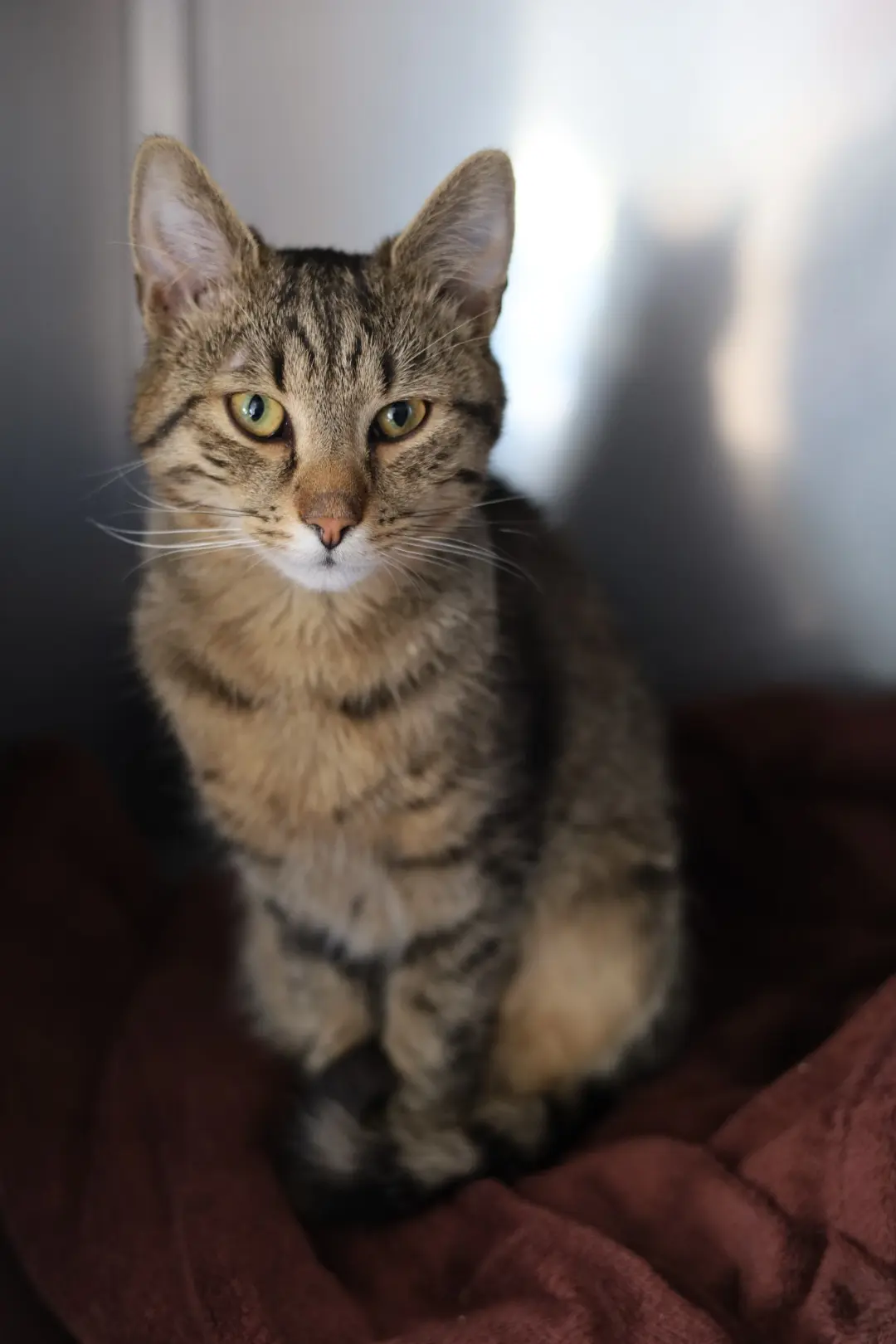 Kot z ul. Ujejskiego