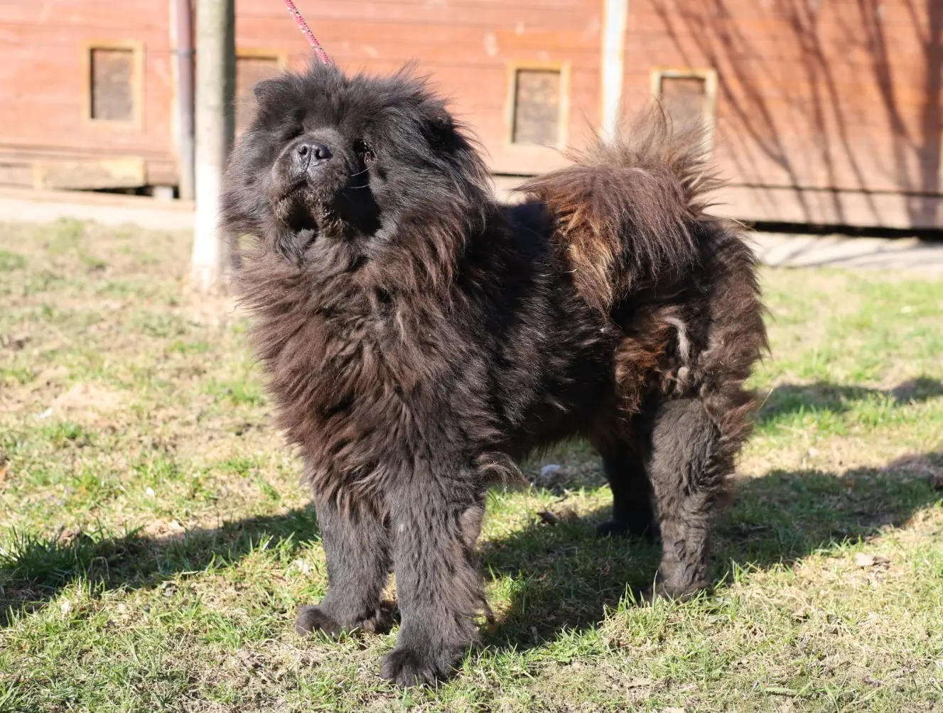 Suczka z ul. Marszałkowskiej