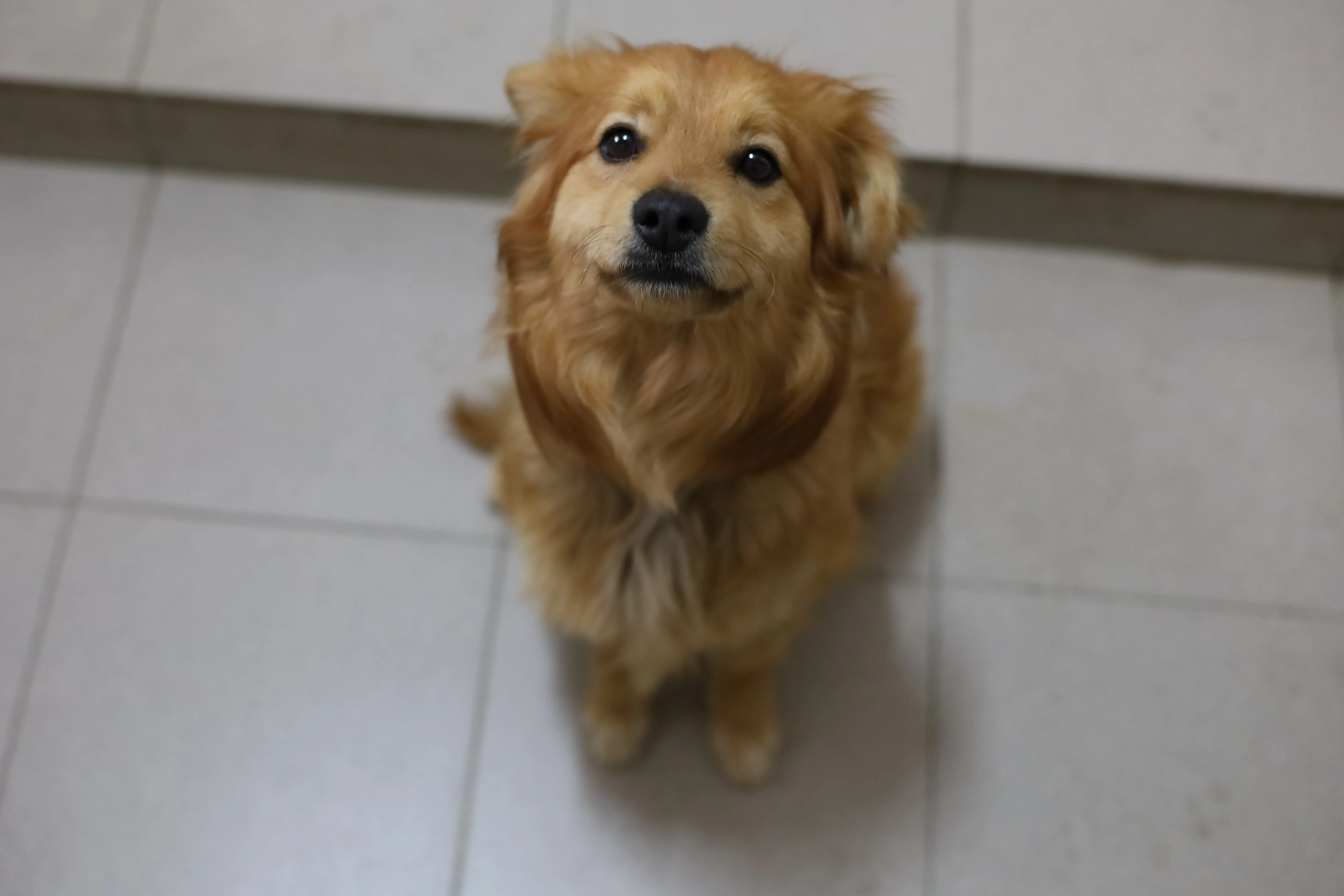 Pies z ul. Ciepłowniczej