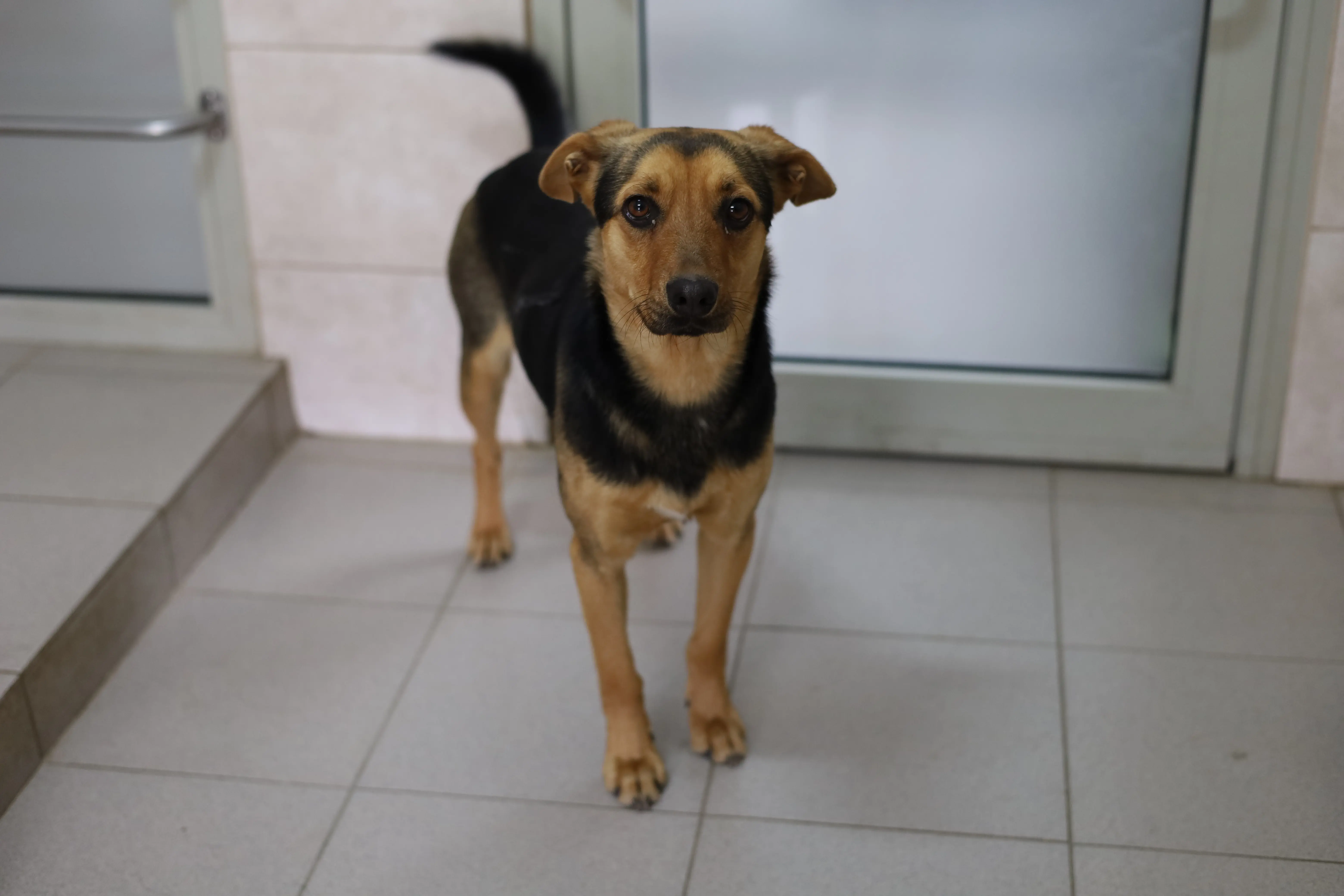 Pies z Jasionki (Trzebownisko)