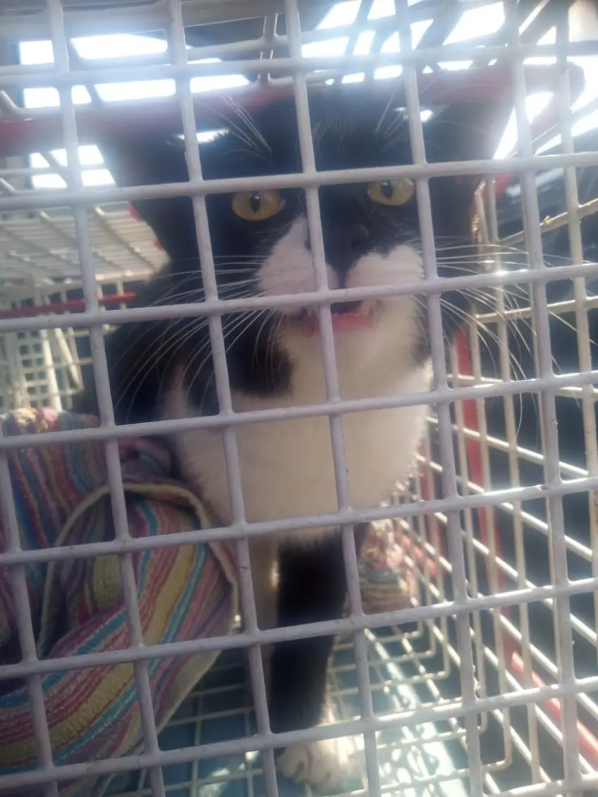 Kocur z ul.Staroniwskiej