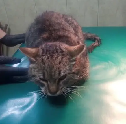 Kocur z ul. Załęskiej