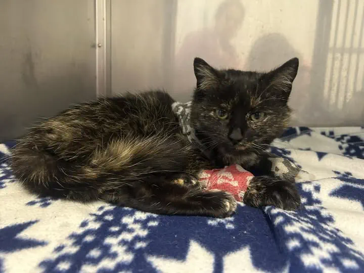 Kotka z Gminy Świlcza