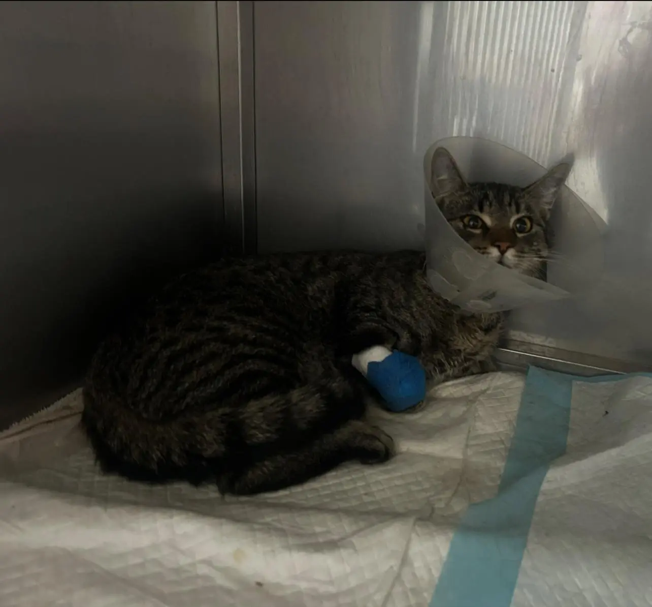 Kot z ul. Przemysłowej