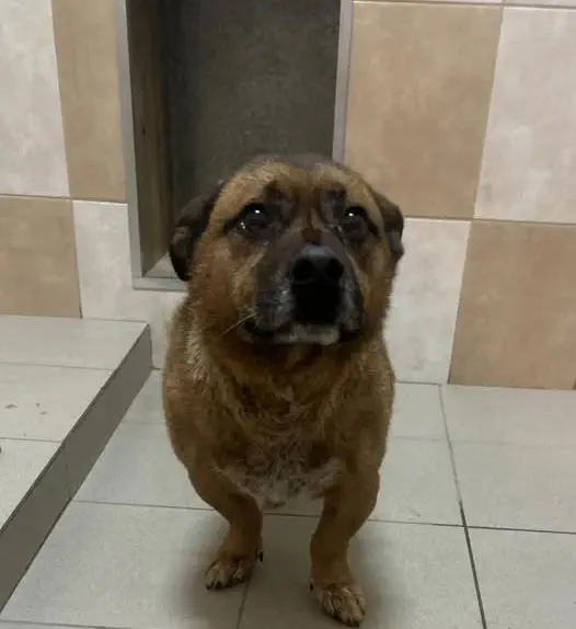 Piesek z ul. Krakowskiej