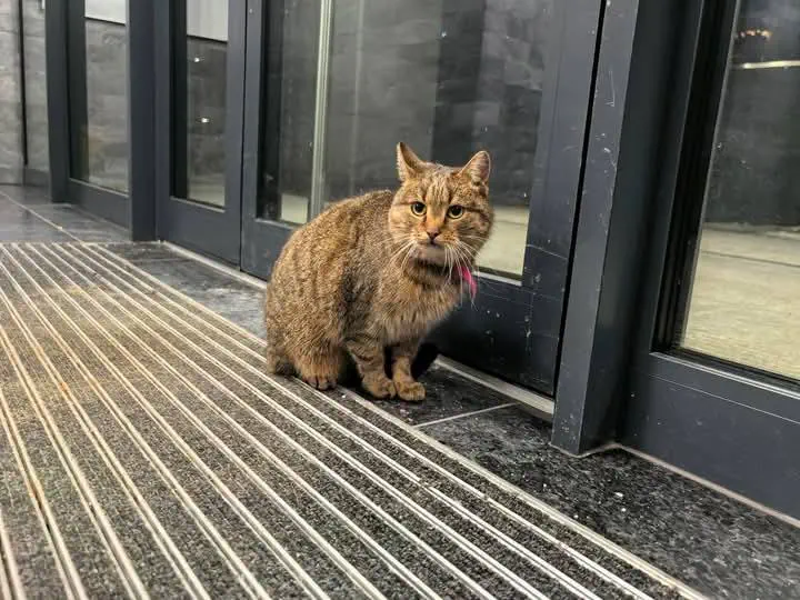 Kotka z ul. Małopolskiej