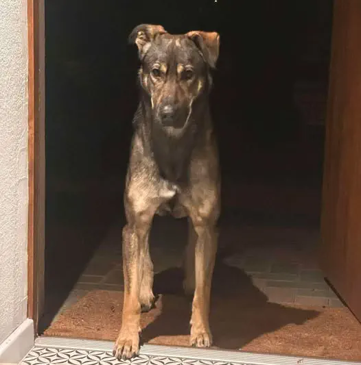 Pies z ul. Karola Szymanowskiego