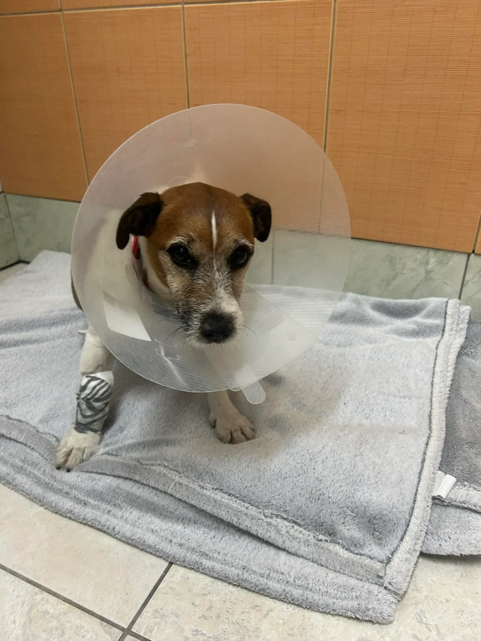 Pies z ul. Ciepłowniczej