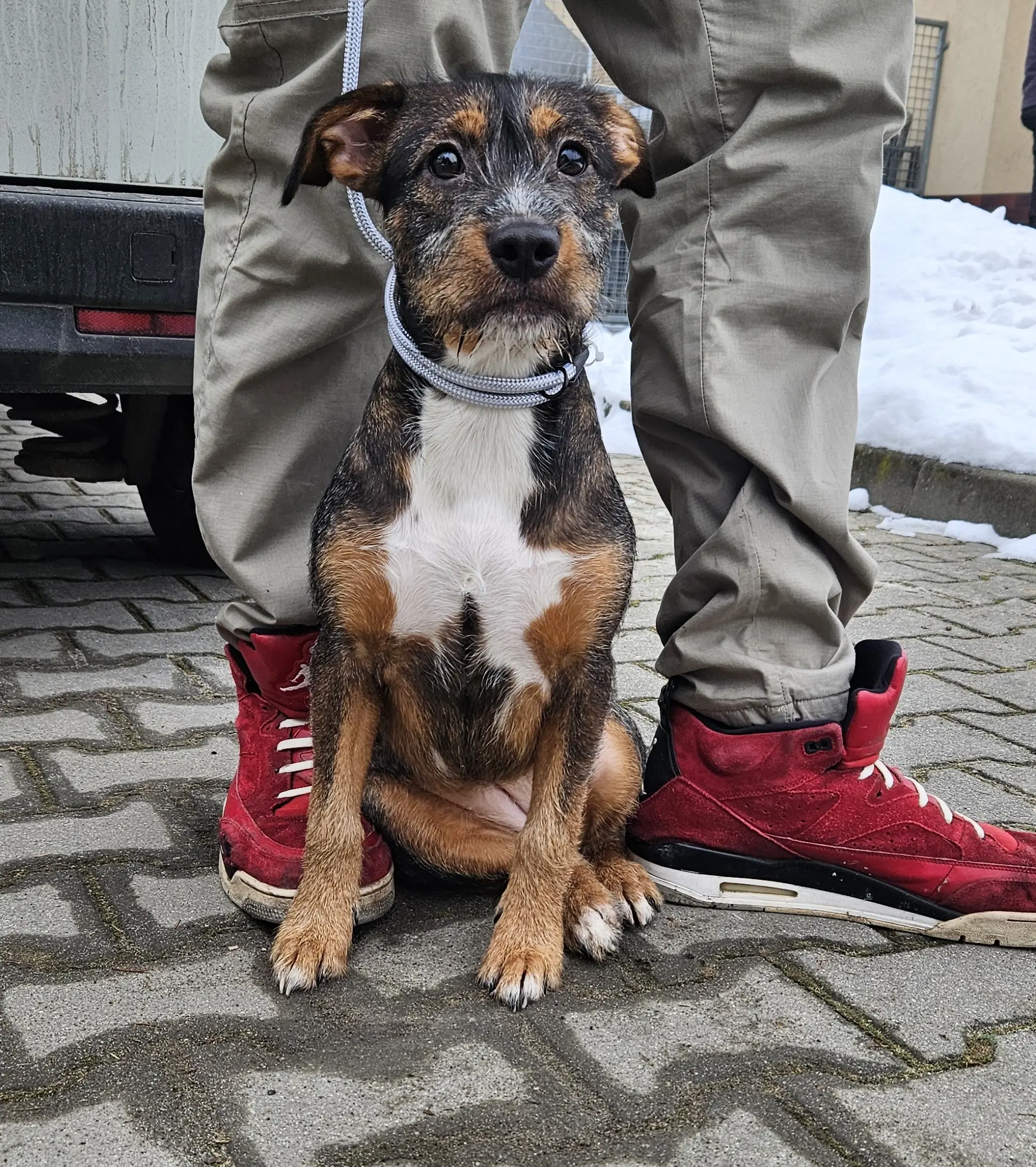 Suczka z ul. Siemiradzkiego