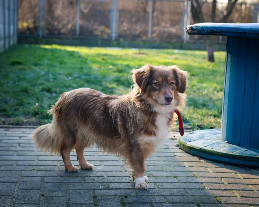 Lęk separacyjny u psów