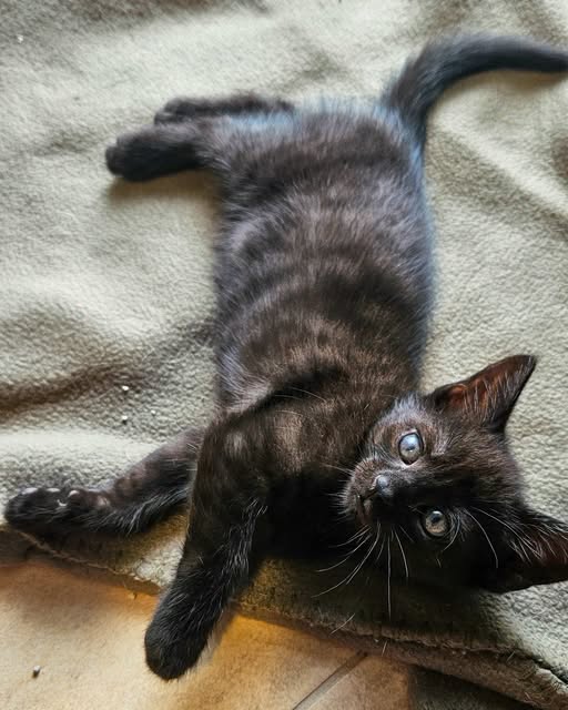 Aramis
