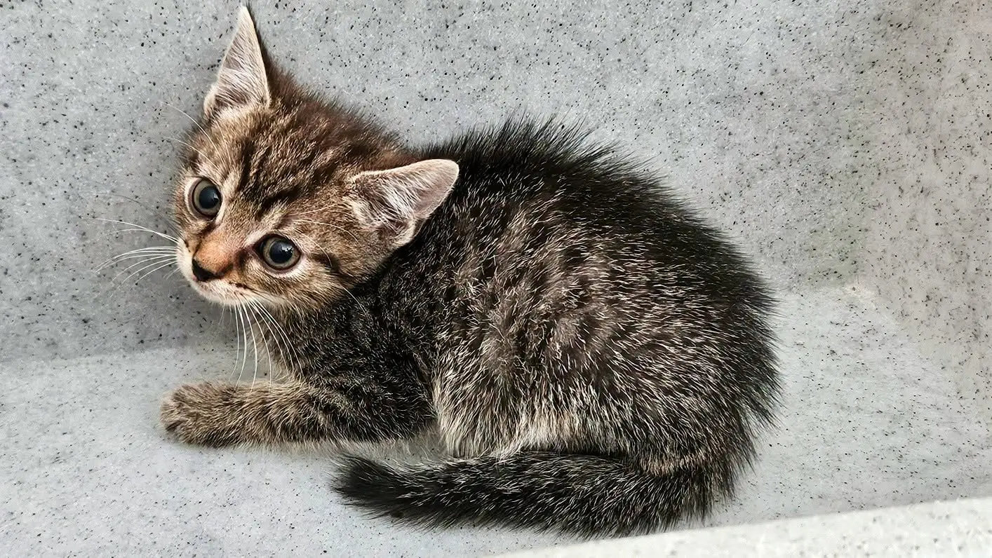 Atom
