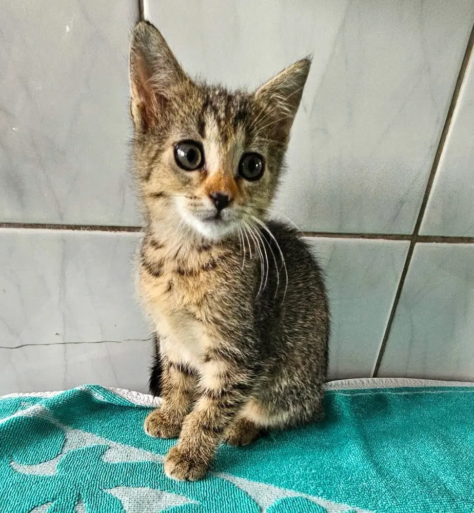 Tola