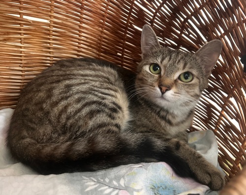 Kleo