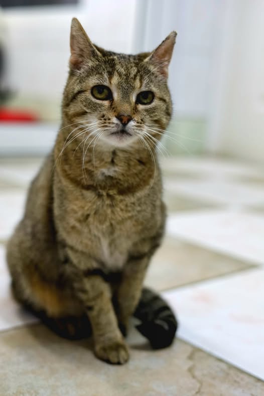 Nikita