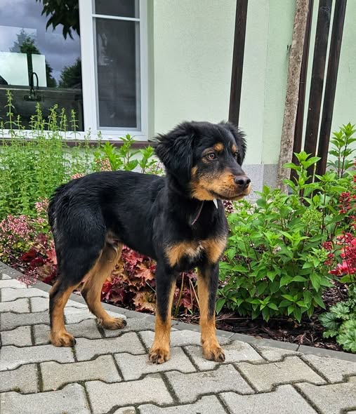 Gufi