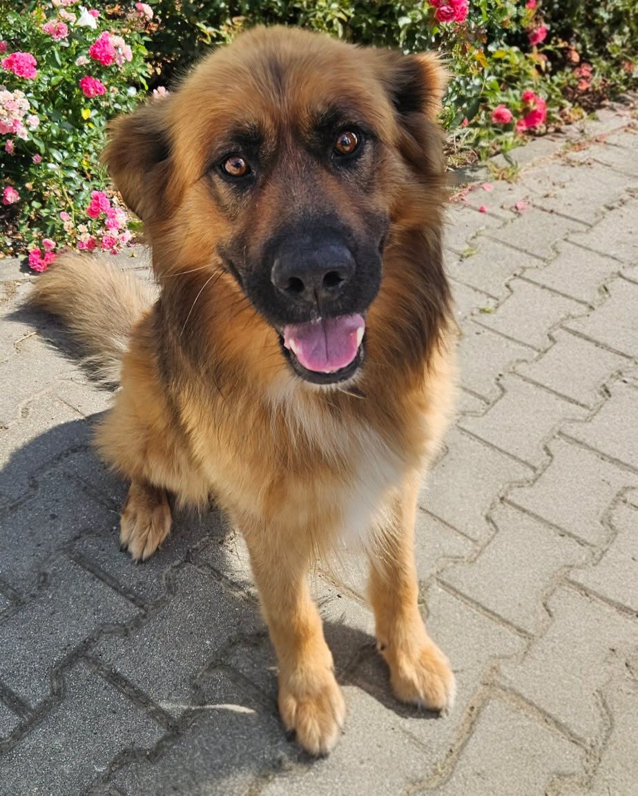 Kaktus