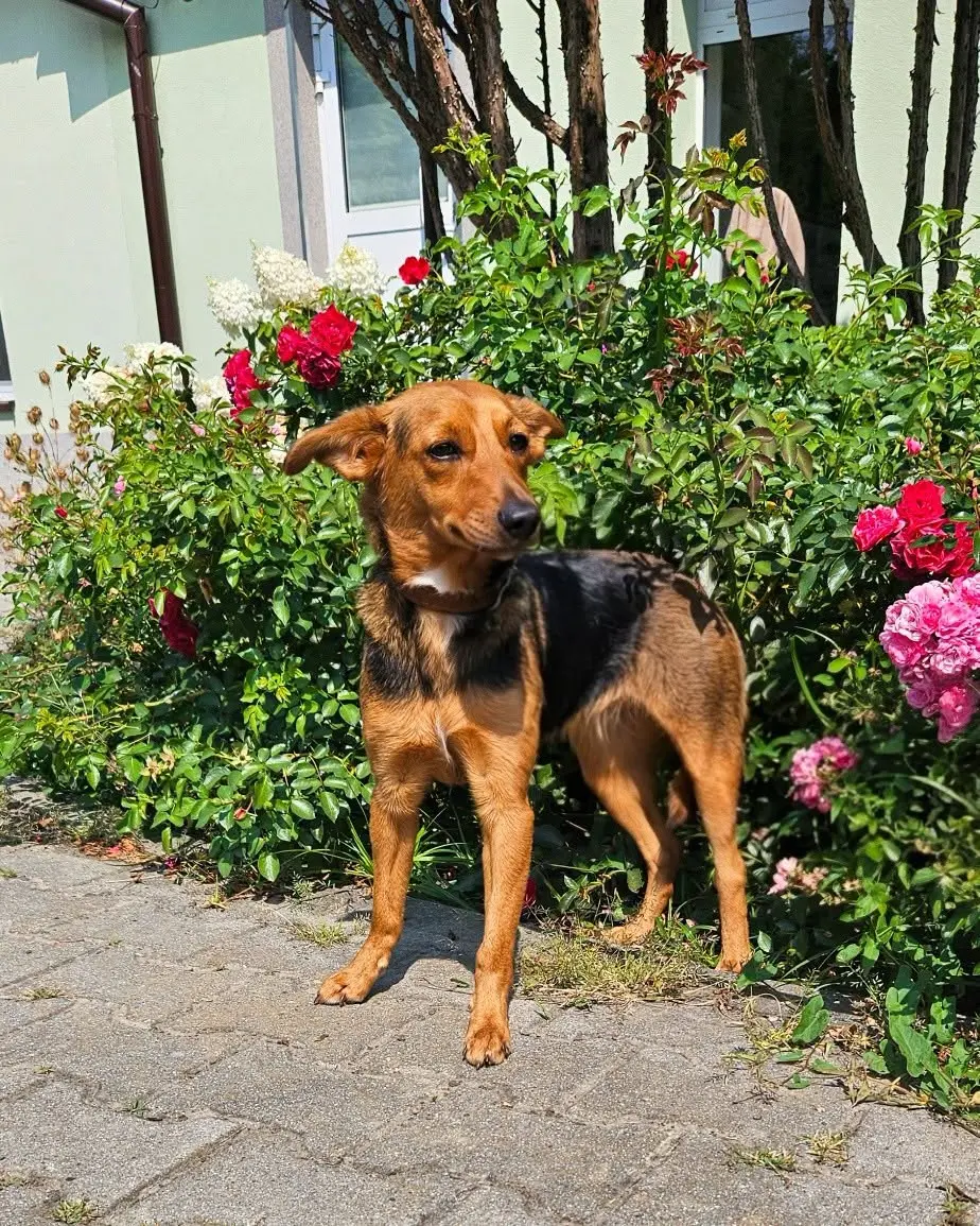 Klara