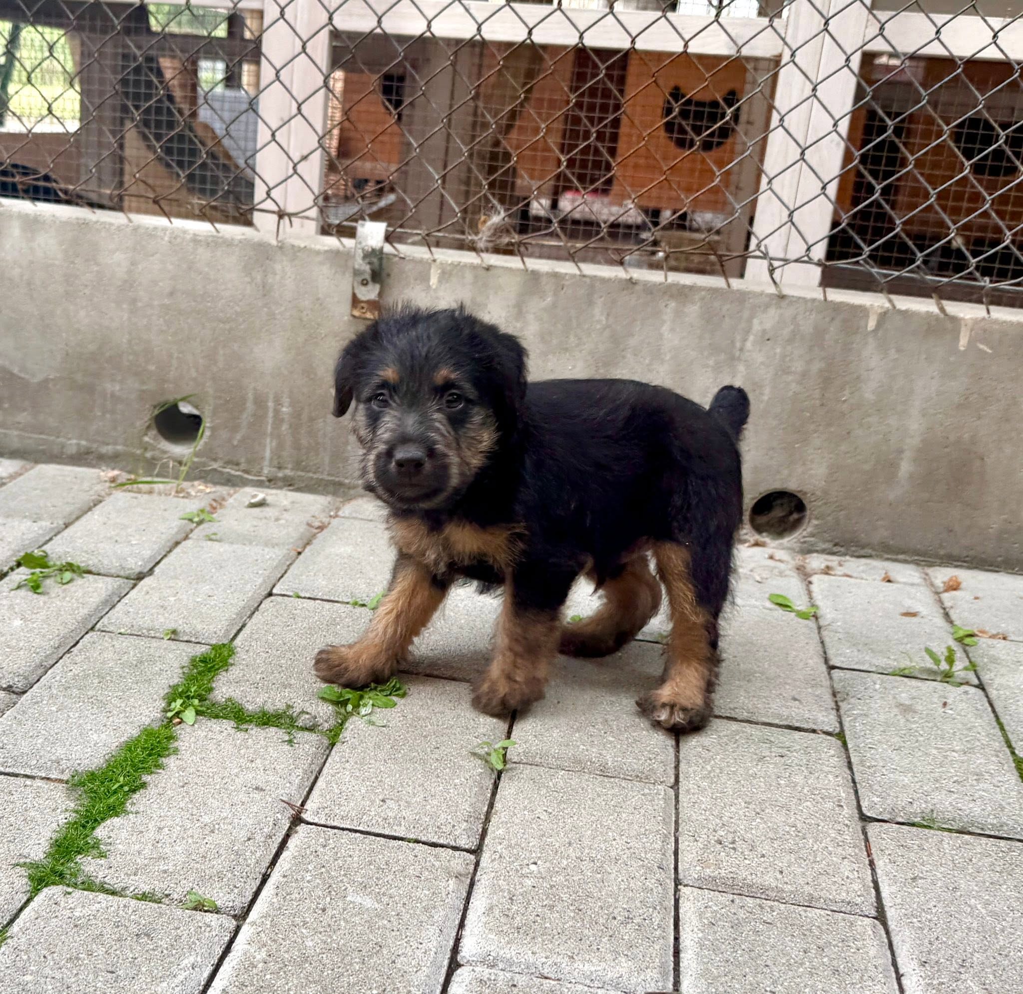 Junior